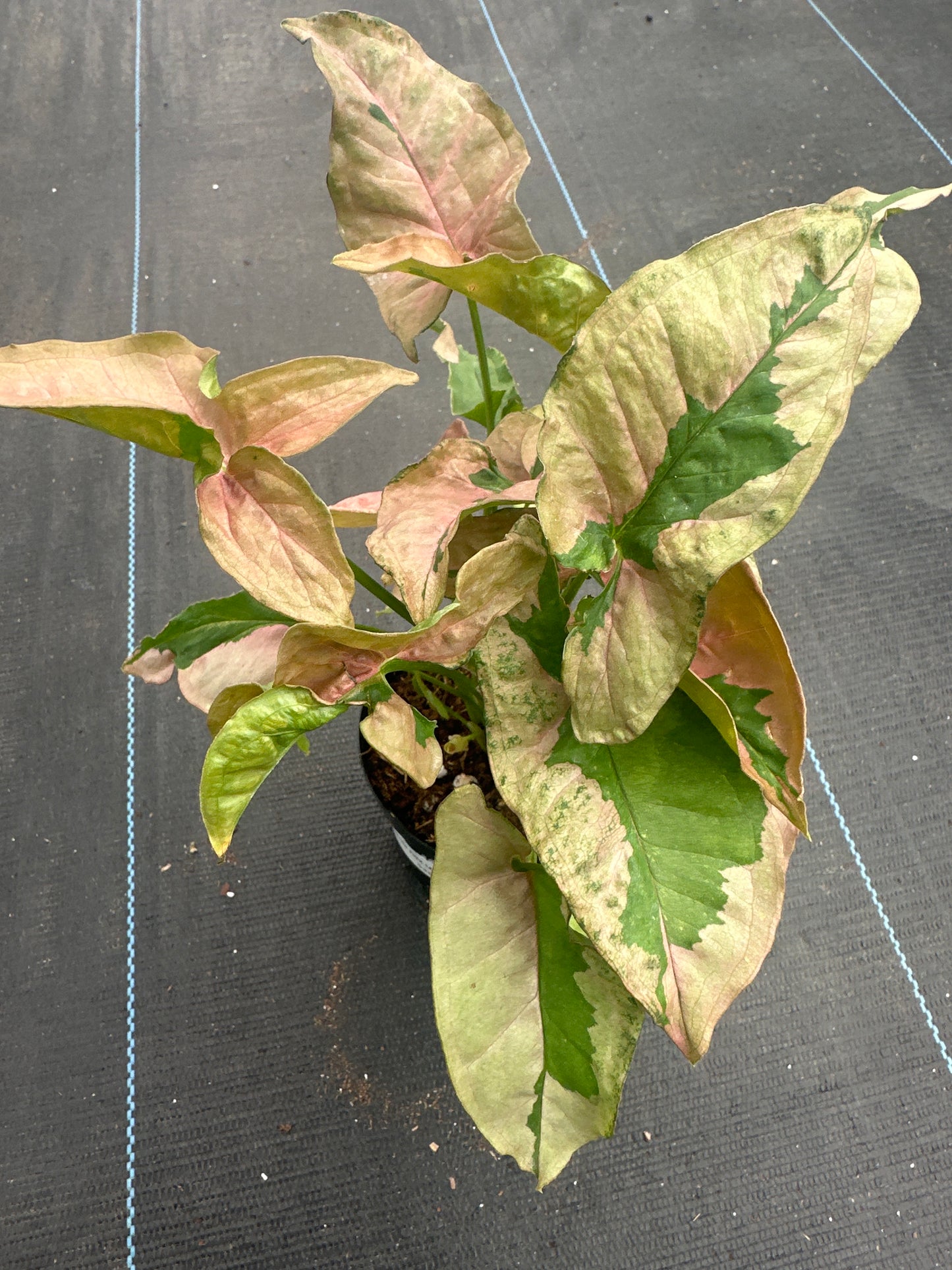 Syngonium Pink Lava