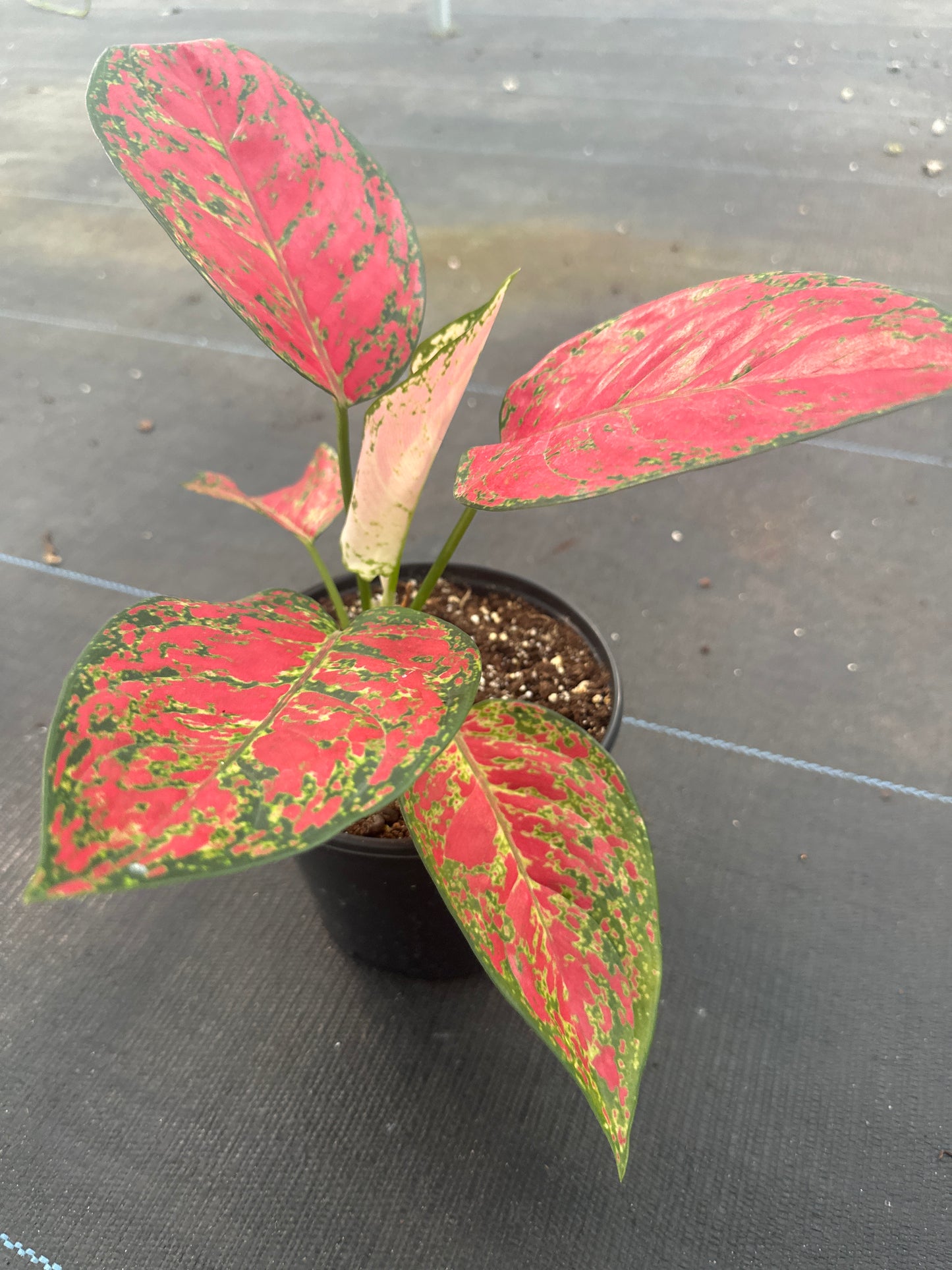 Aglaonema Sup Mongkol