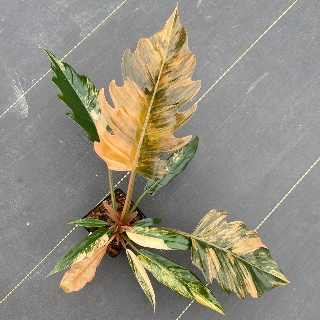 Philodendron Carmel Marble Variegated