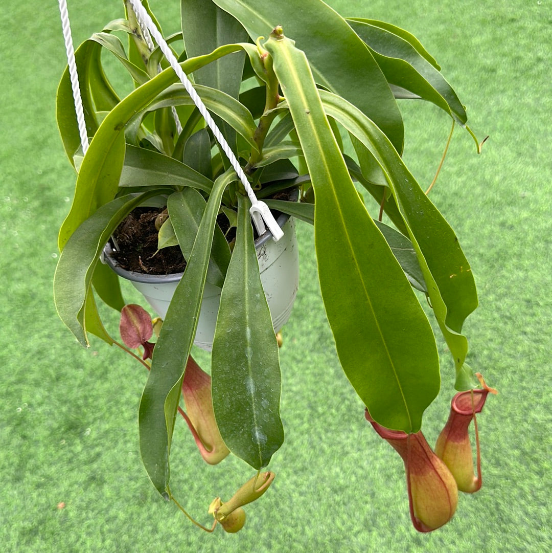 Pitcher plant (Carnivorous plant)