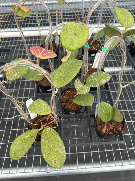 Hoya Michelle
