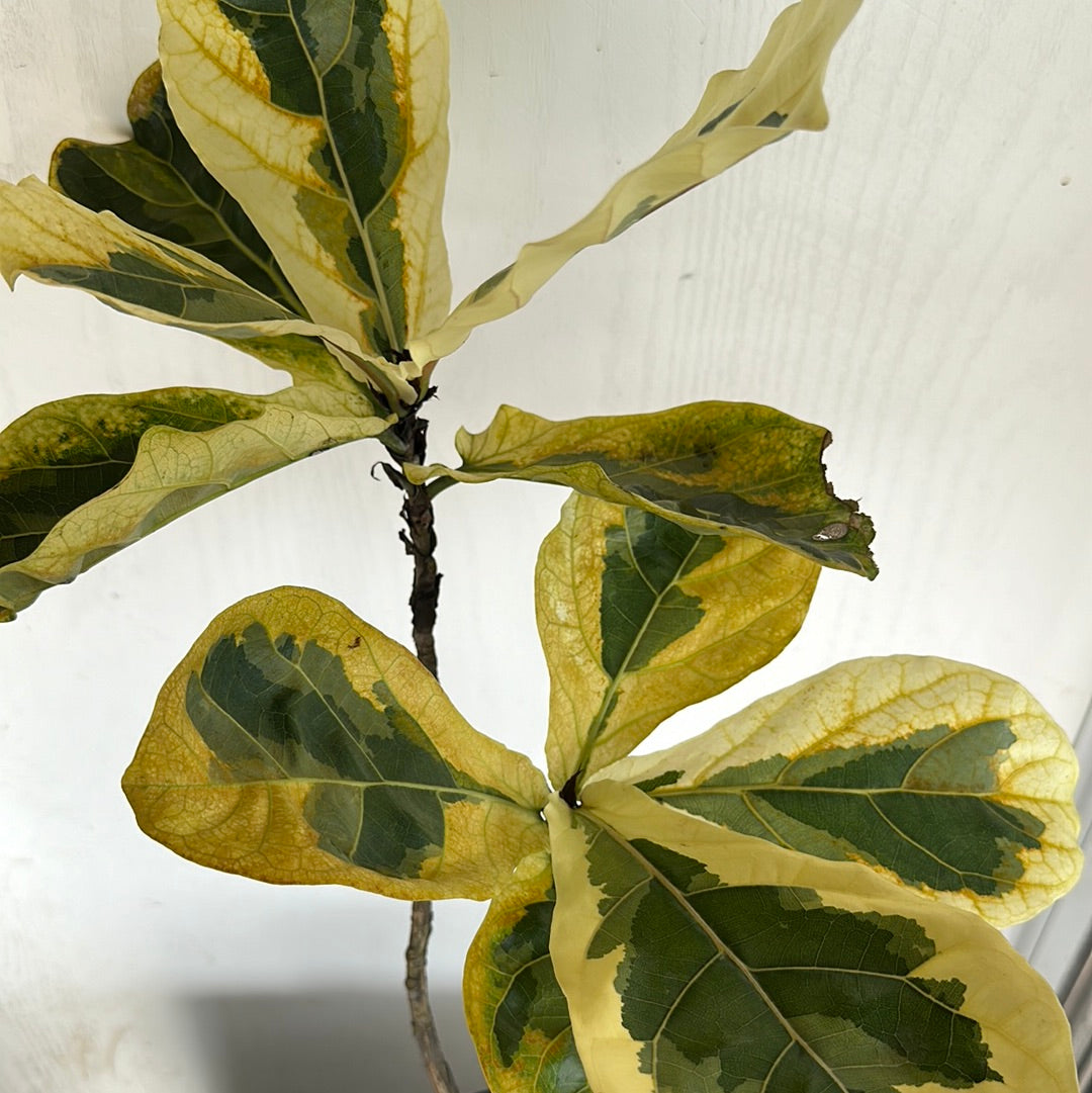 Ficus Lyrata Variegated
