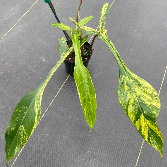 Philodendron Joepii Variegated