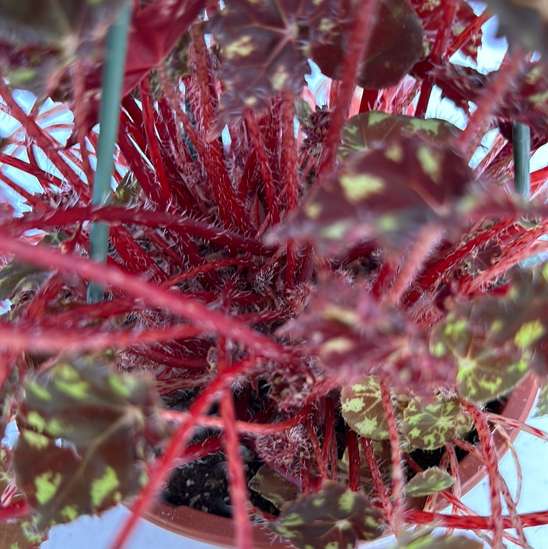 Begonia Rhizomatous HB