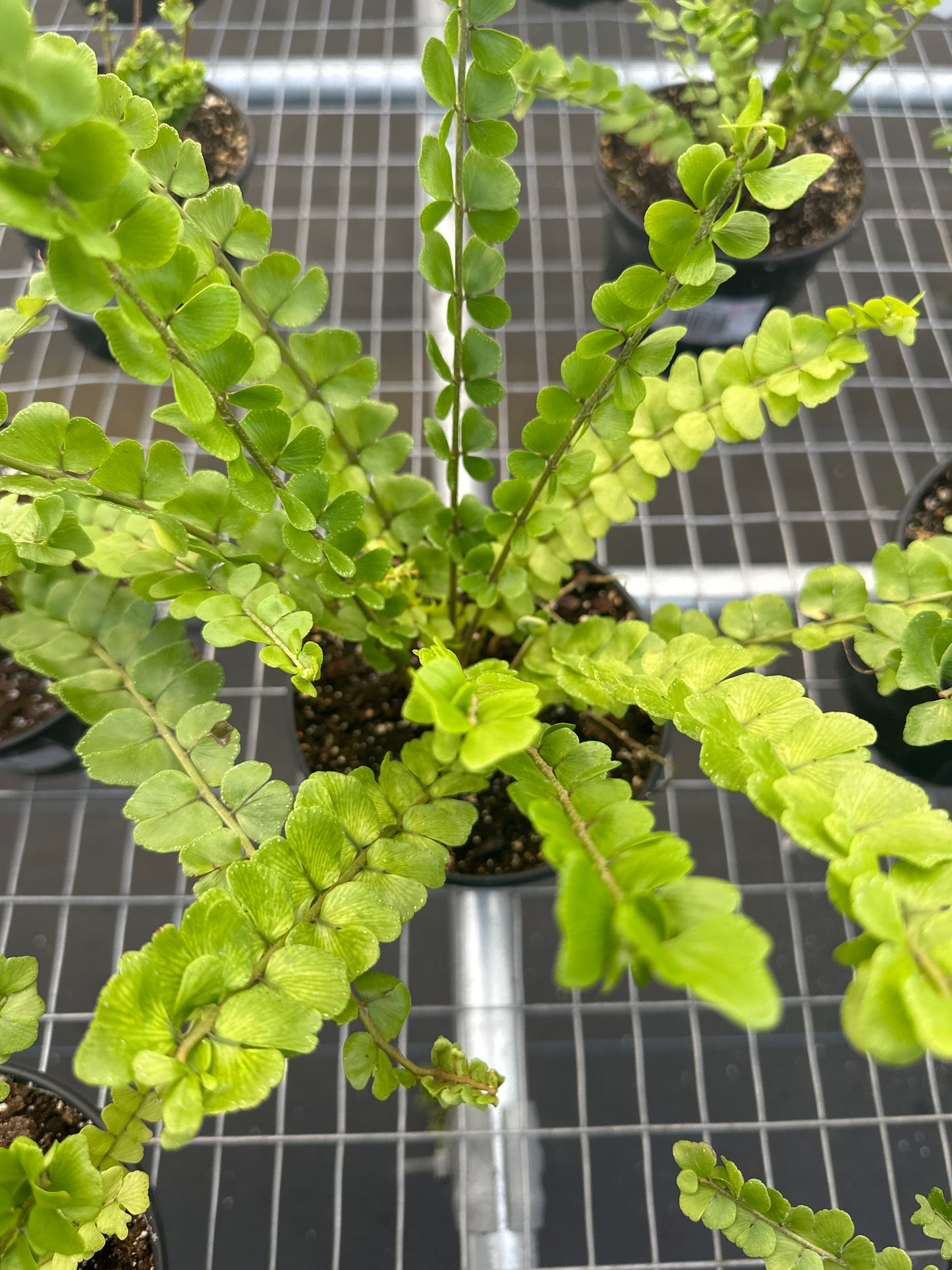 Nephrolepis sp