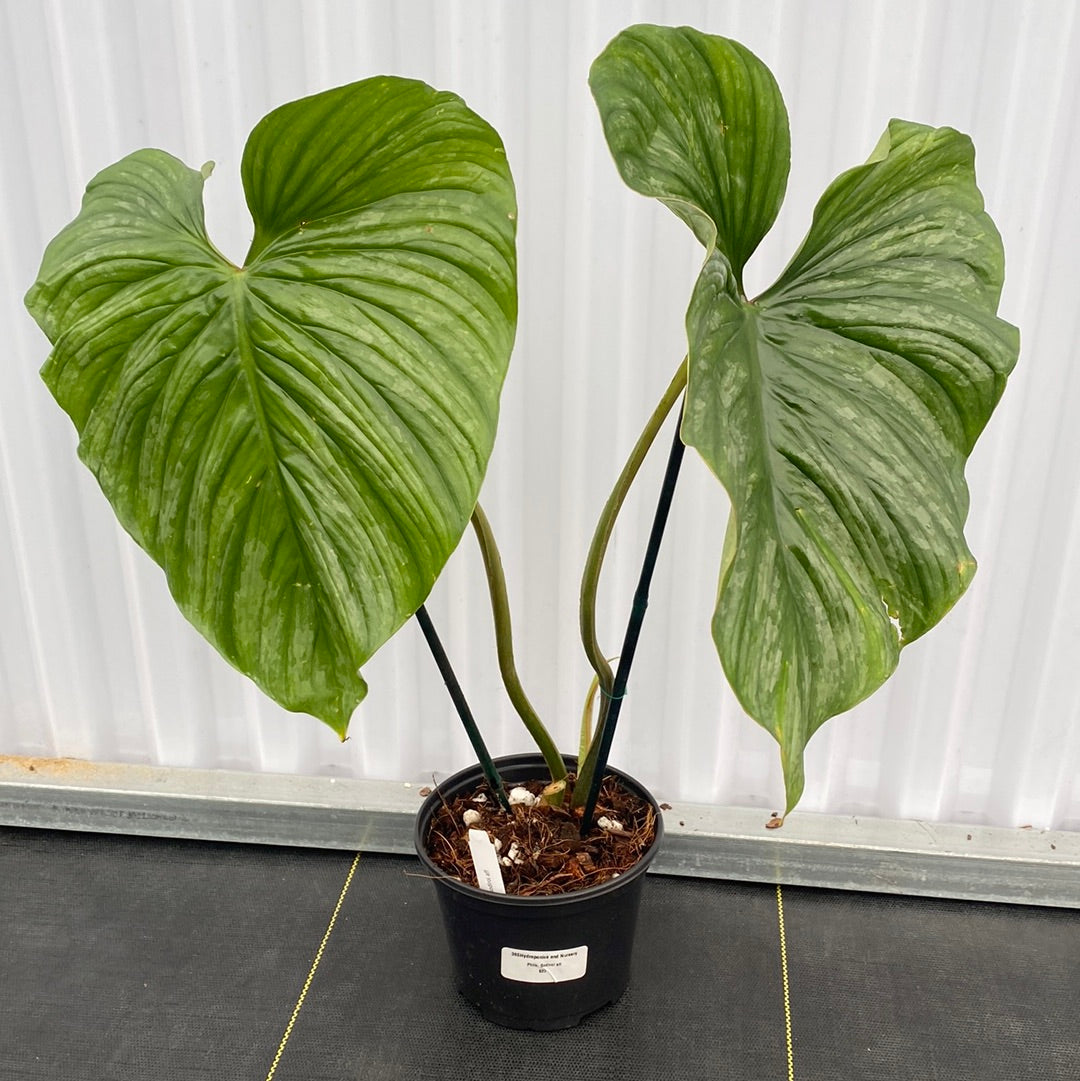 Philodendron Sodirol aff