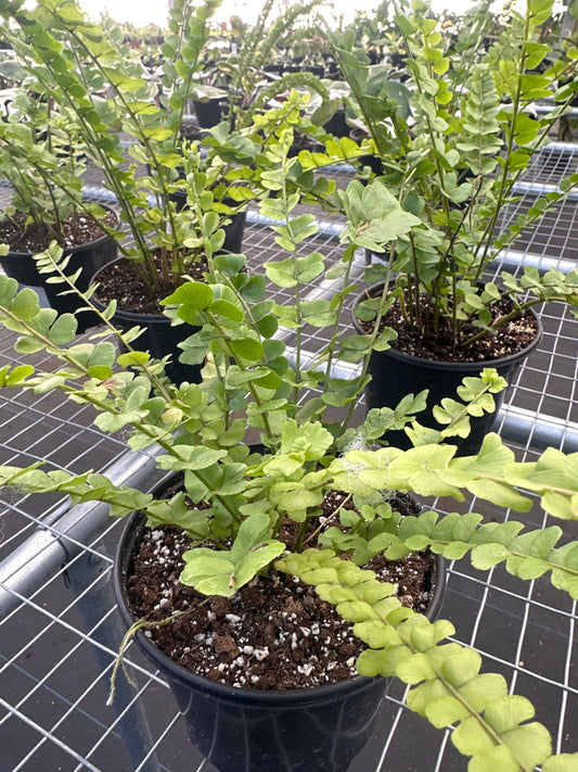 Nephrolepis sp