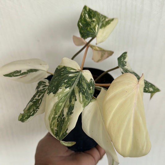 Philodendron Gloriosum Variegated