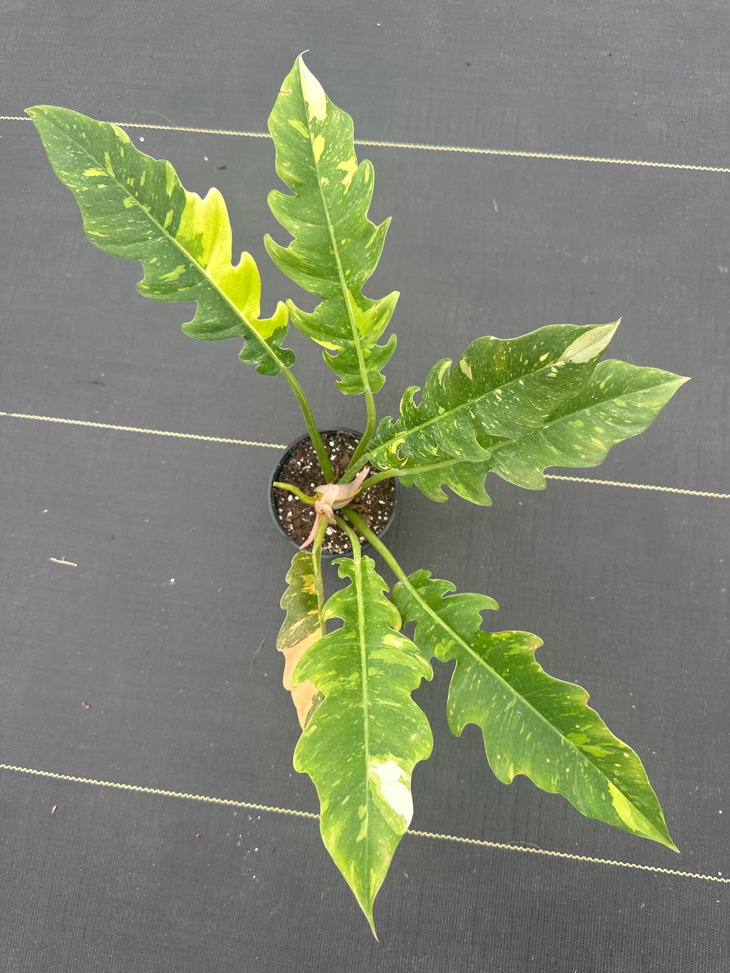Philodendron Ring of Fire