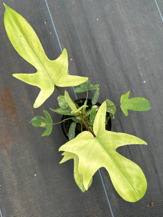 Philodendron Florida Ghost