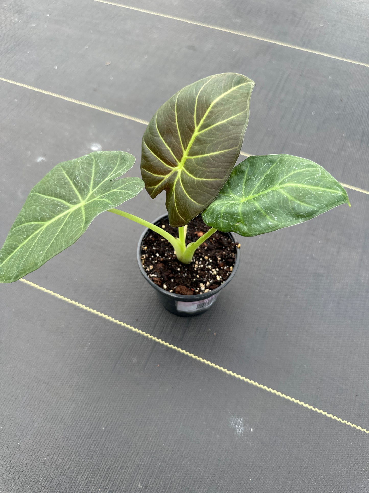 Alocasia Regale Shield
