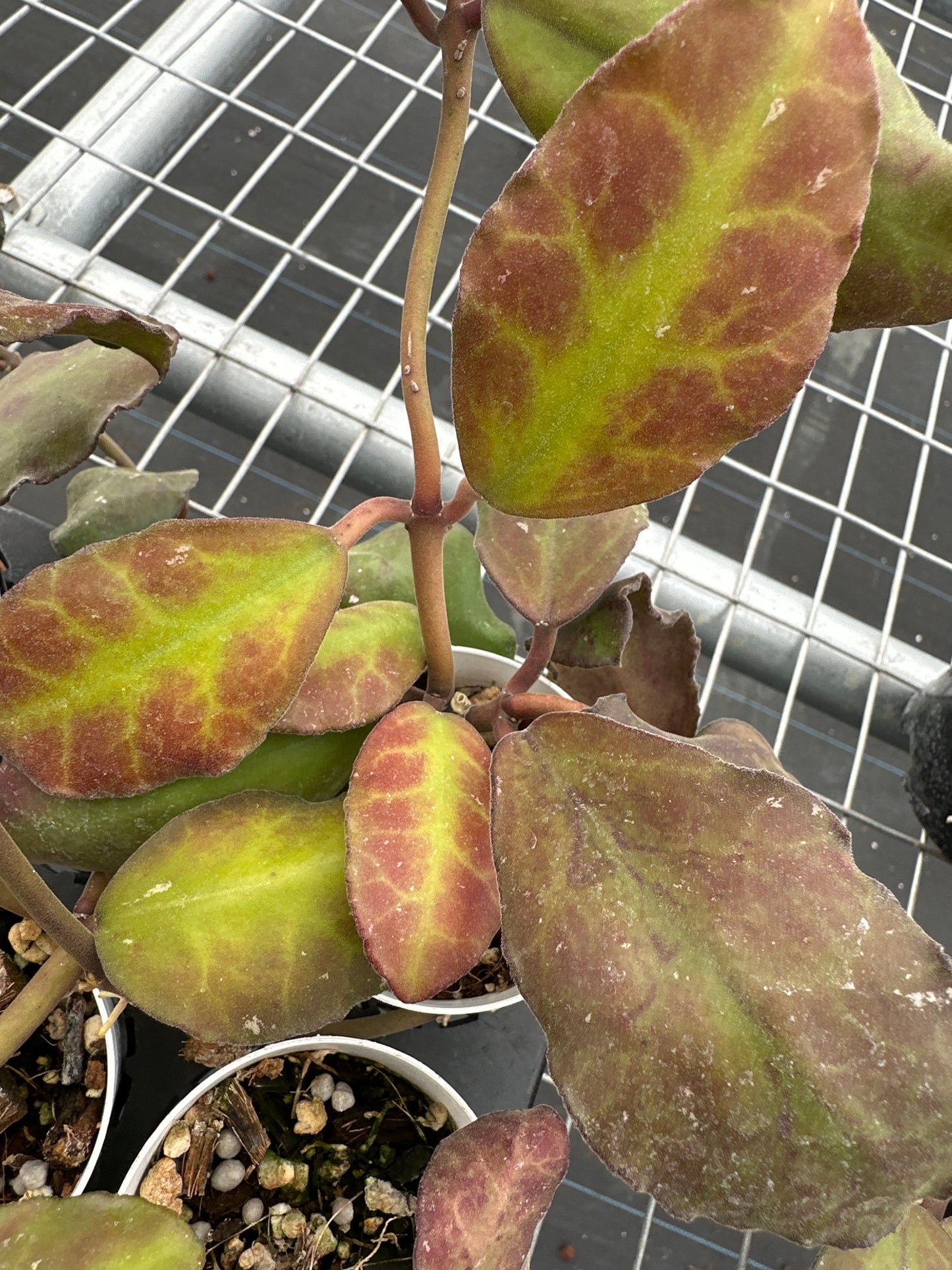 Hoya Waymaniae Borneo