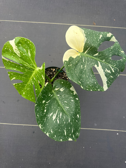 Monstera Thai constellation
