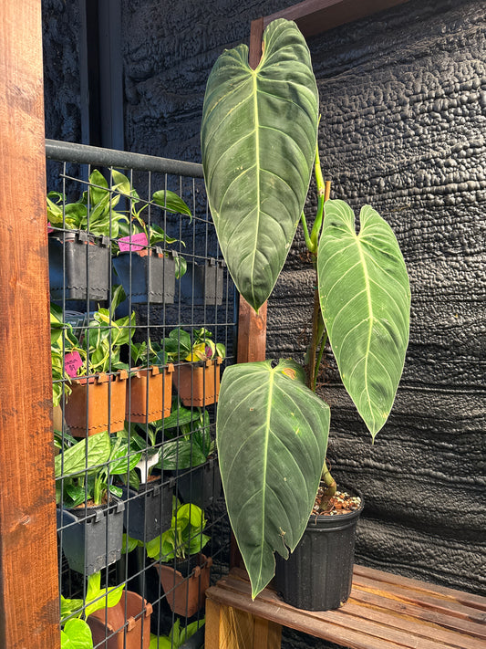 Philodendron Melanochrysum LG