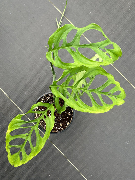 Monstera Obliqua