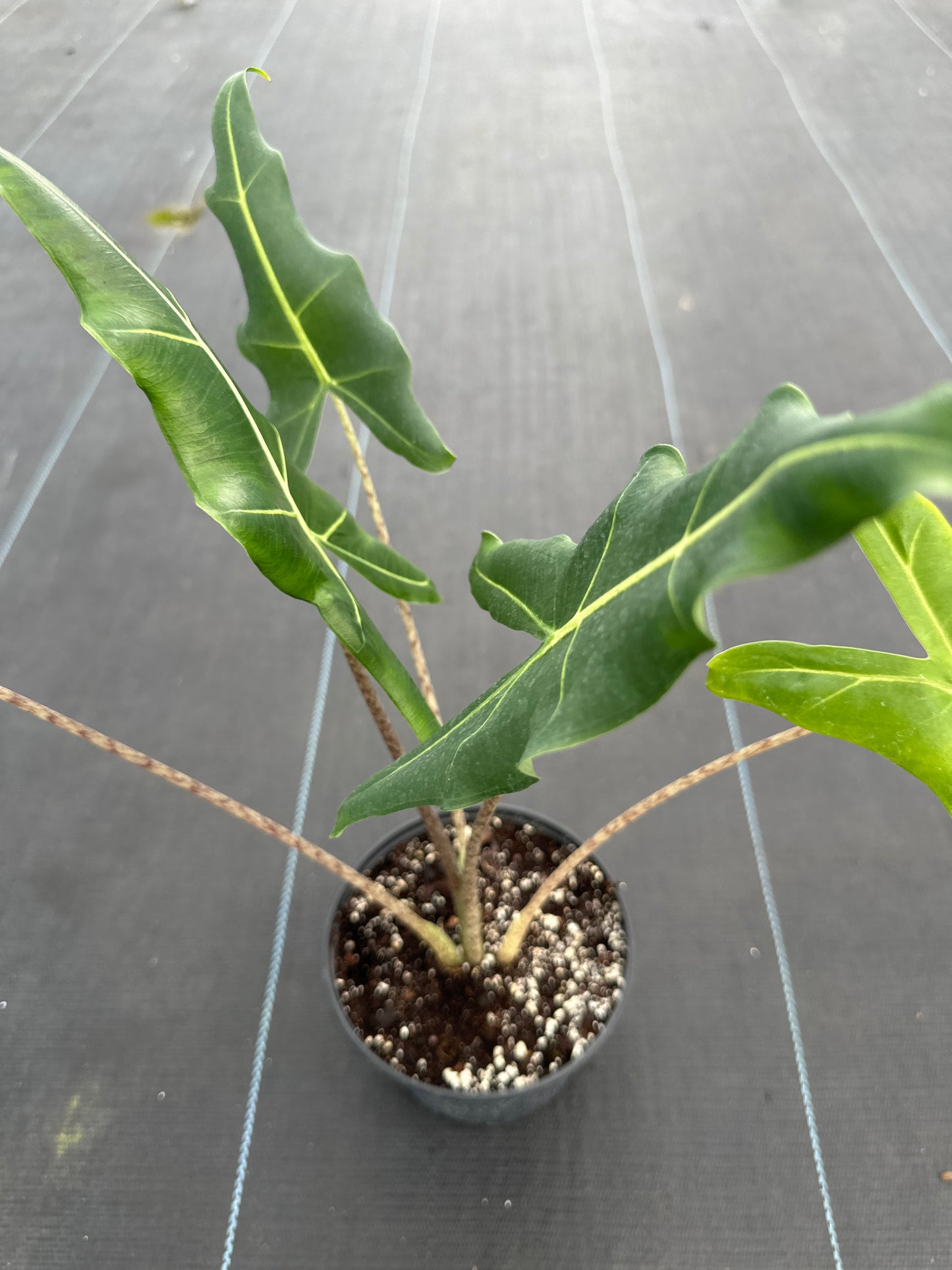 Alocasia Sarian