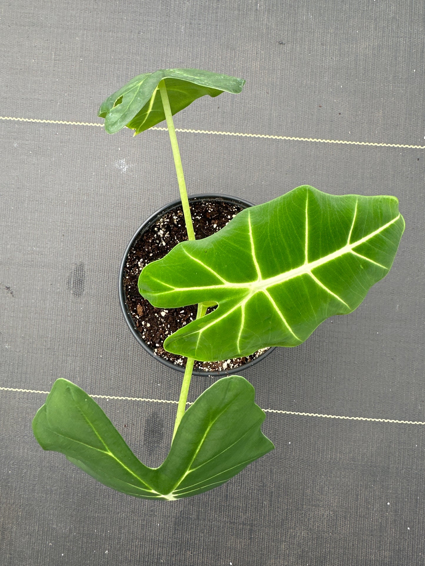 Alocasia Frydek