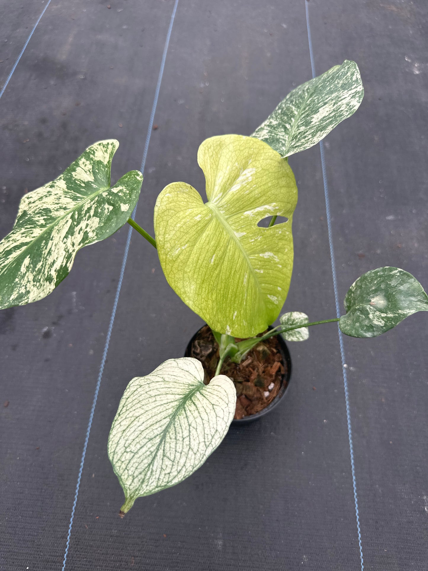 Monstera White Monster