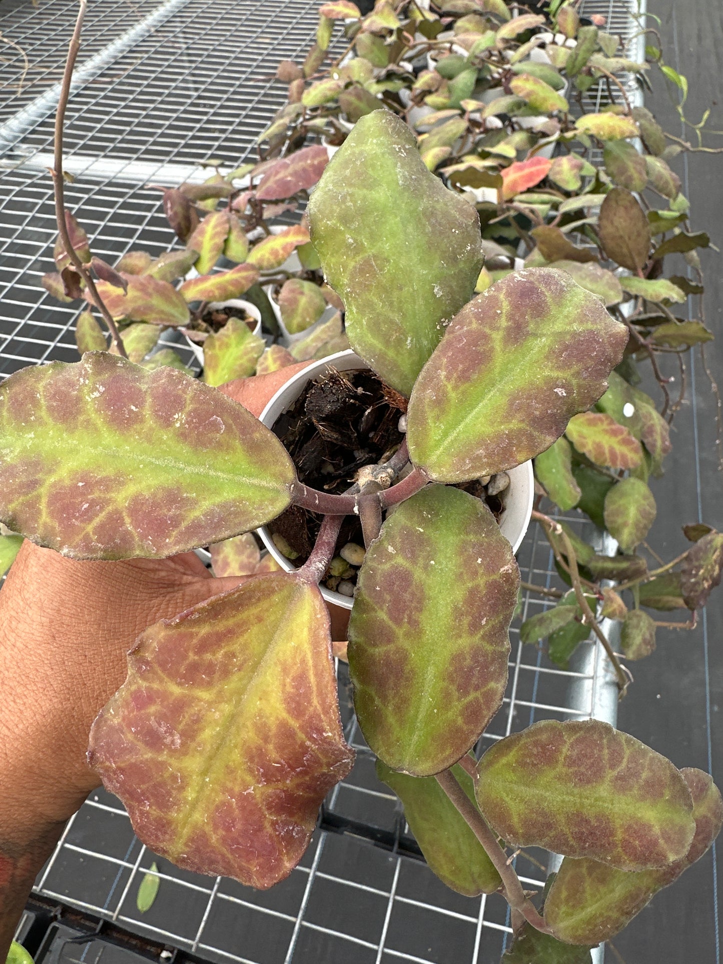 Hoya Waymaniae Borneo