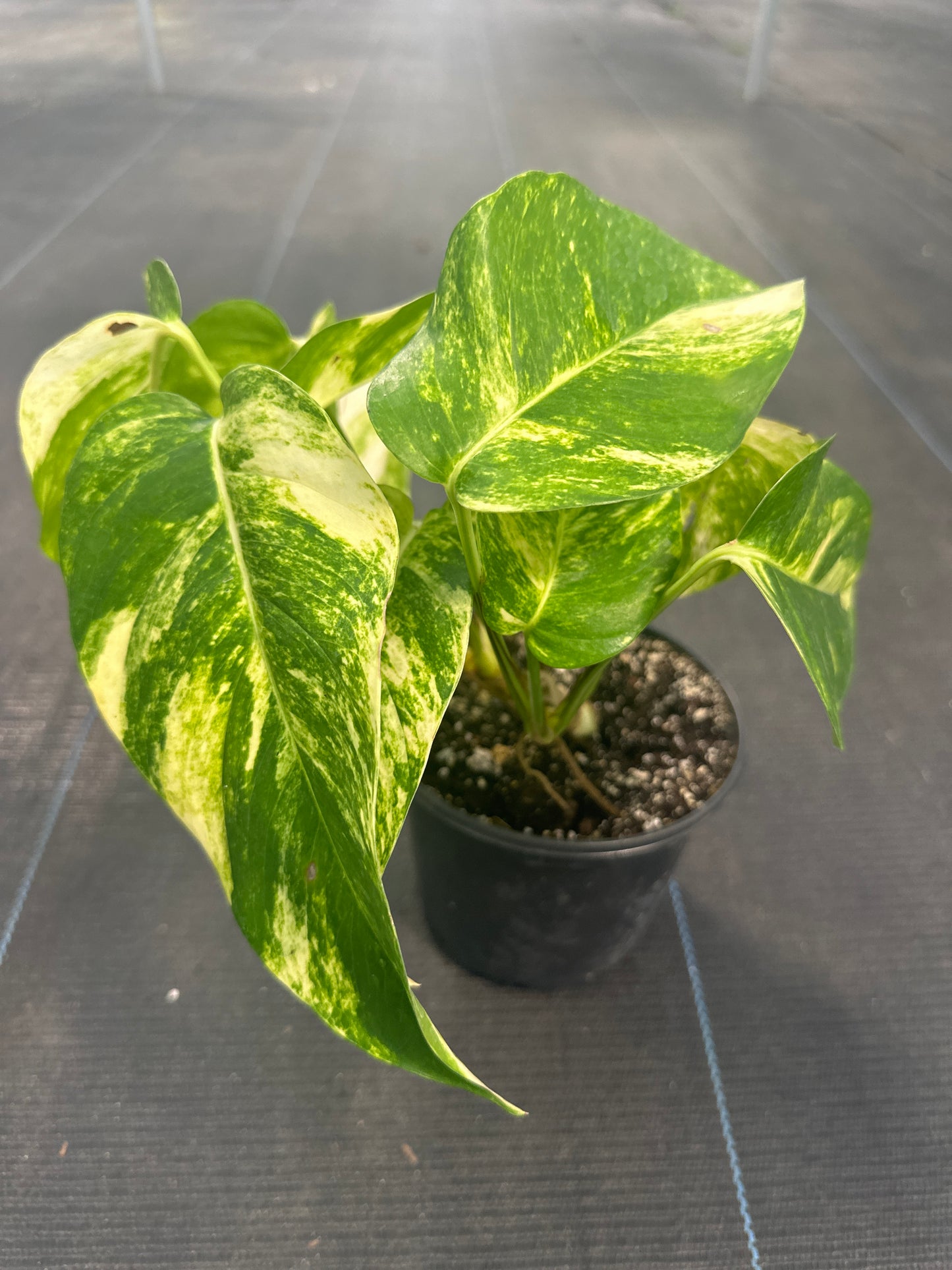 Epipremnum Golden Flame