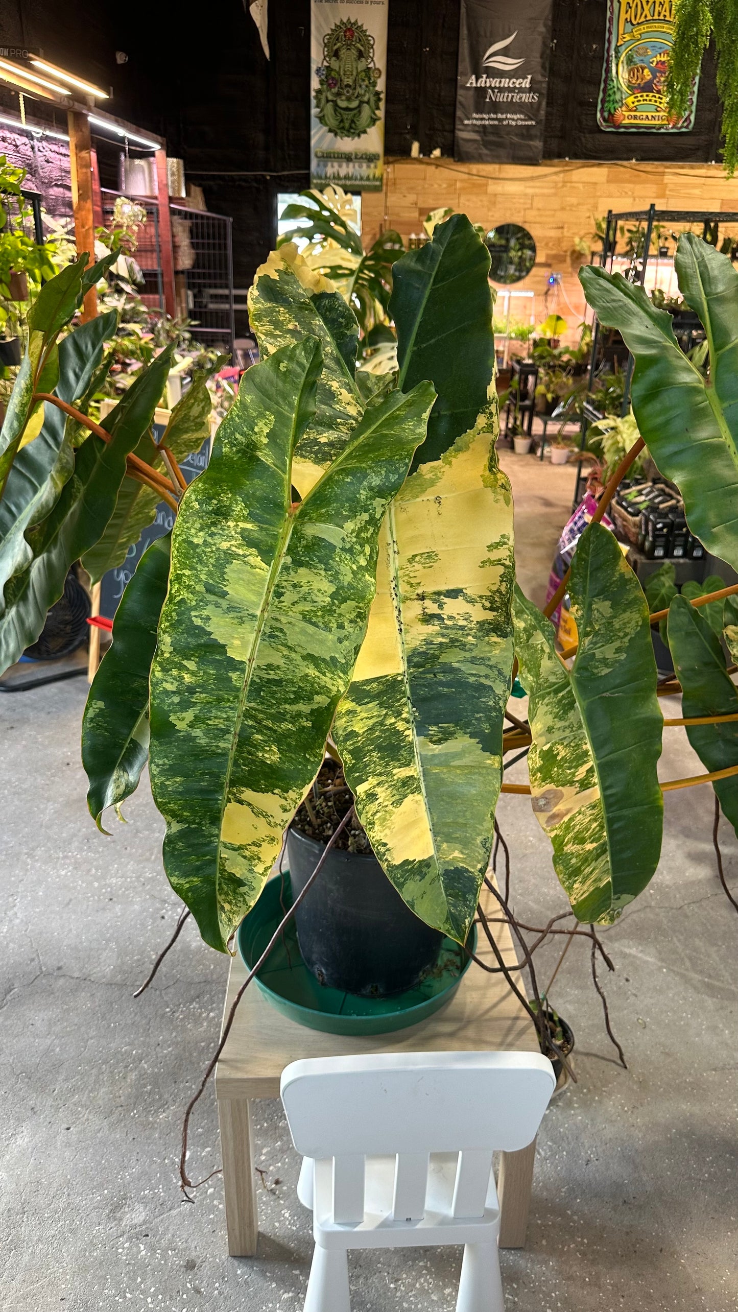 Philodendron Billitae variegated