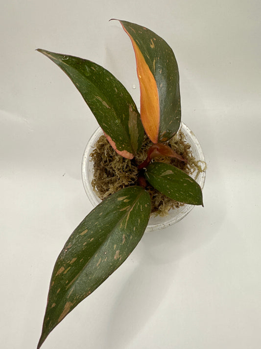 Philodendron Orange Princess