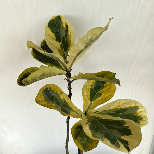 Ficus Lyrata Variegated