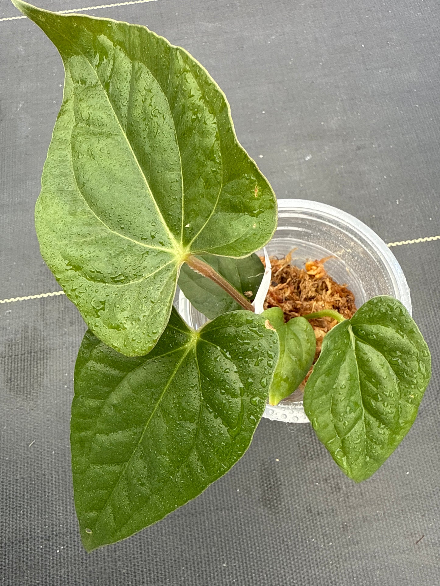 Anthurium Papi Legend x LUXURIAN