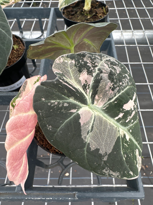 Alocasia Black Velvet Pink Variegated