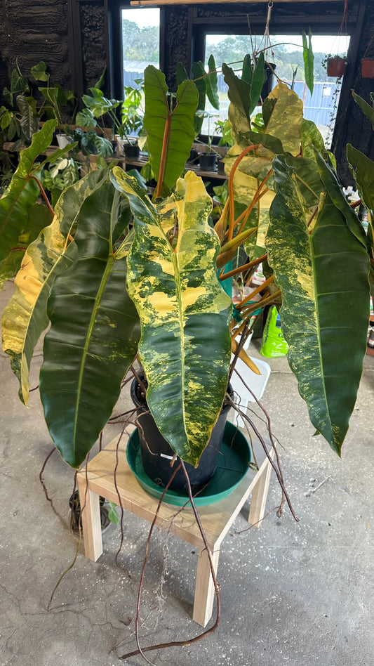 Philodendron Billitae variegated