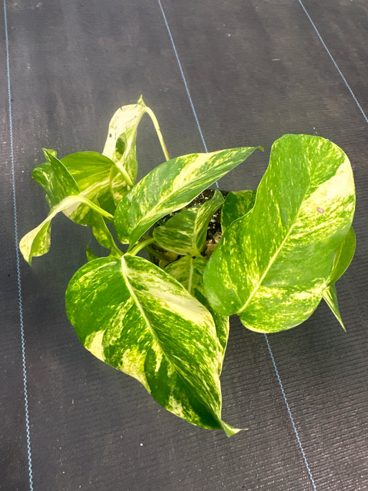 Epipremnum Golden Flame