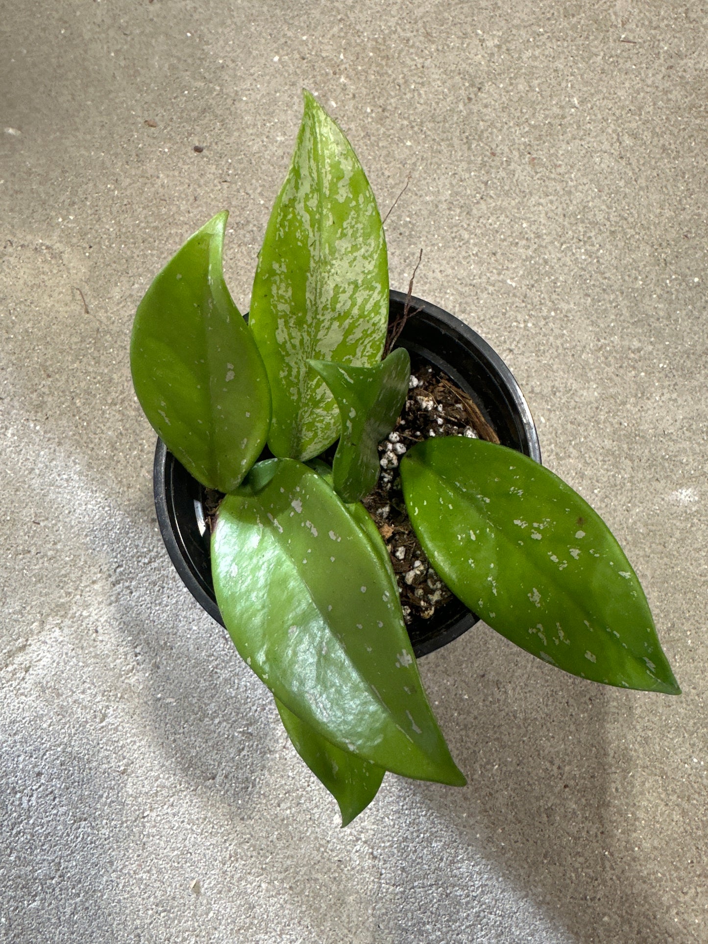 Hoya Pubycalix Splash