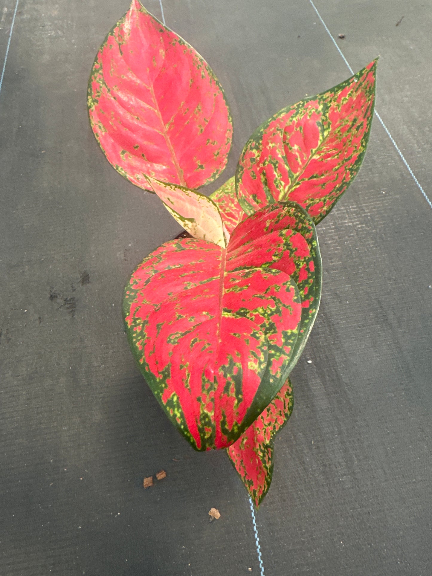 Aglaonema Sup Mongkol