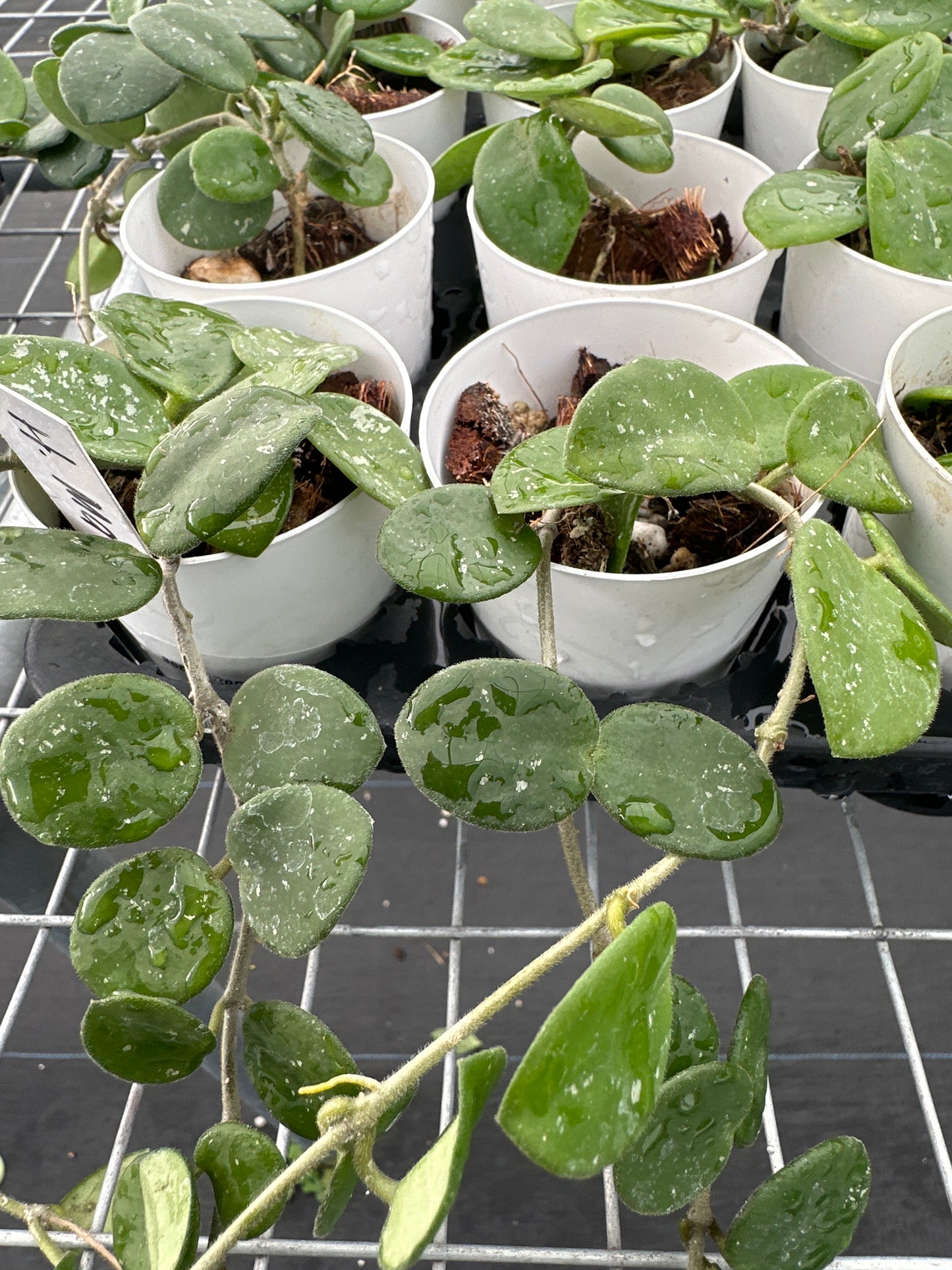 Hoya Mathilde