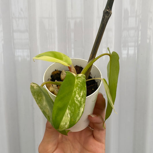 Philodendron Flordia Beauty (Small)