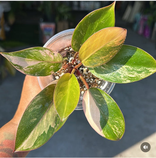 Philodendron yellow Congo