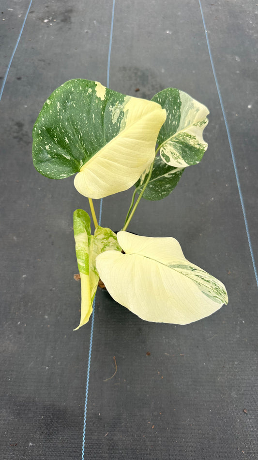 Monstera Thai Con Creme Brulee