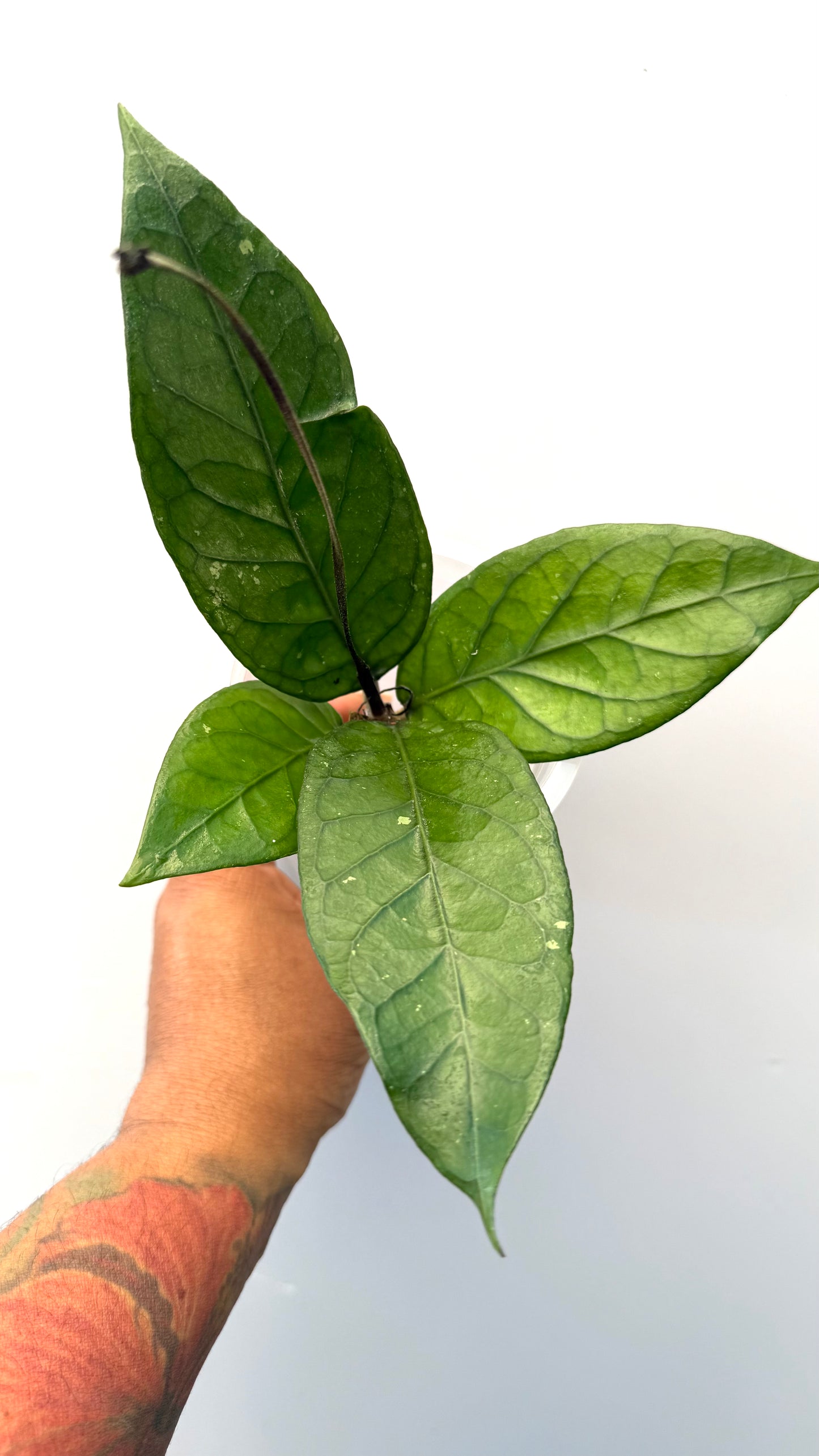 Hoya ACEH Sogun