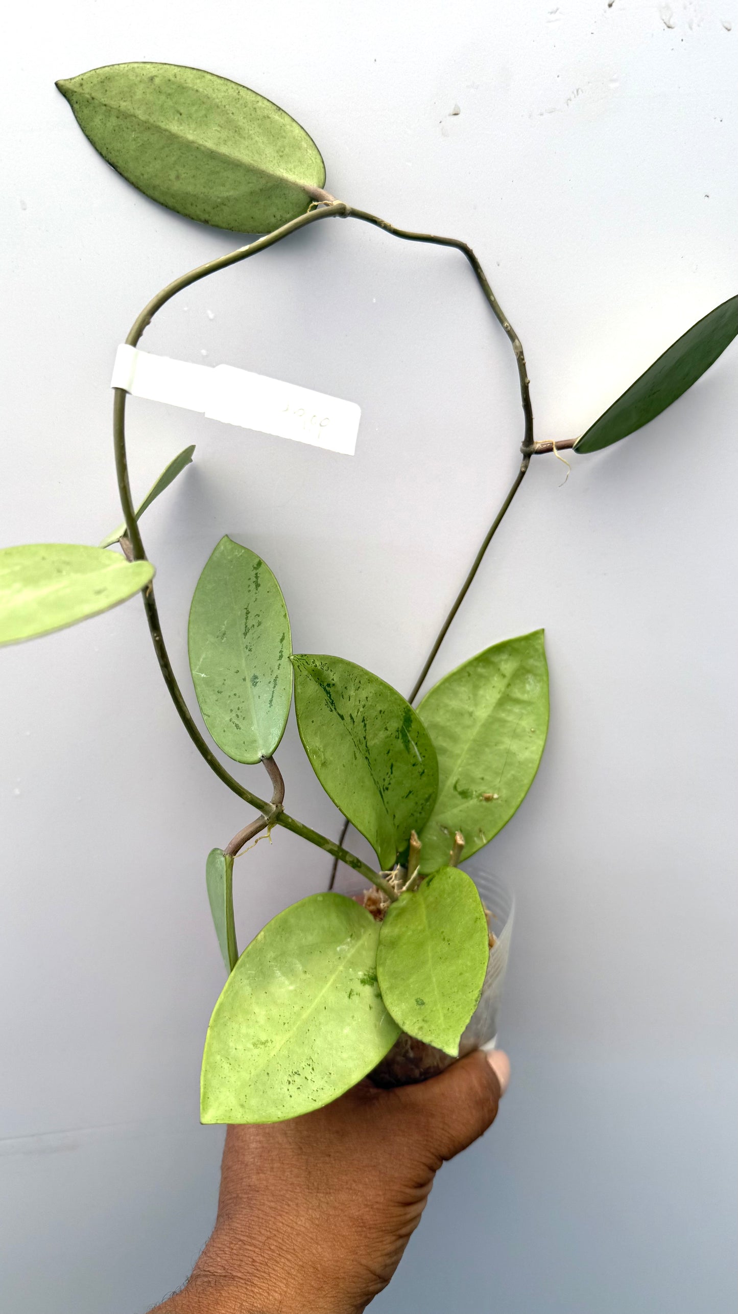 Hoya Silver Dollar