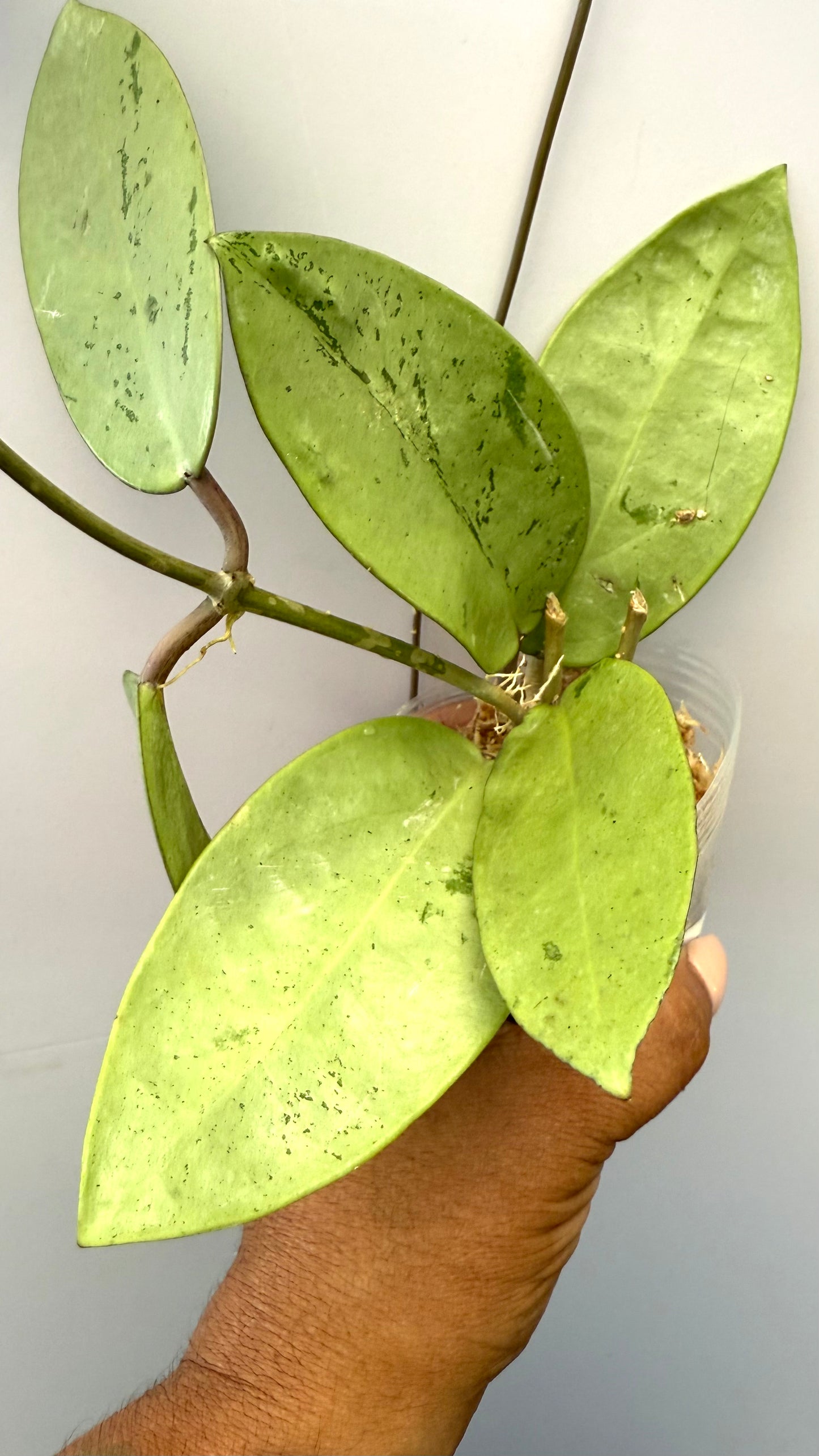 Hoya Silver Dollar