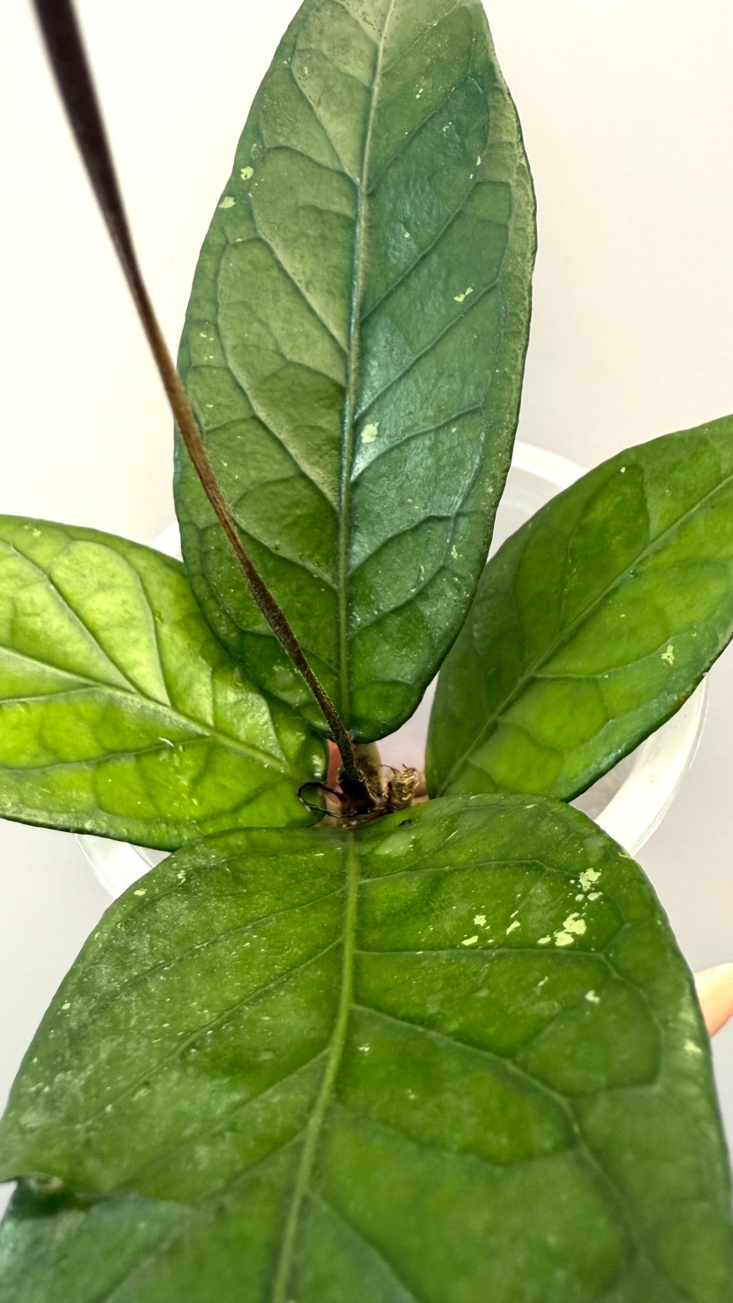 Hoya ACEH Sogun