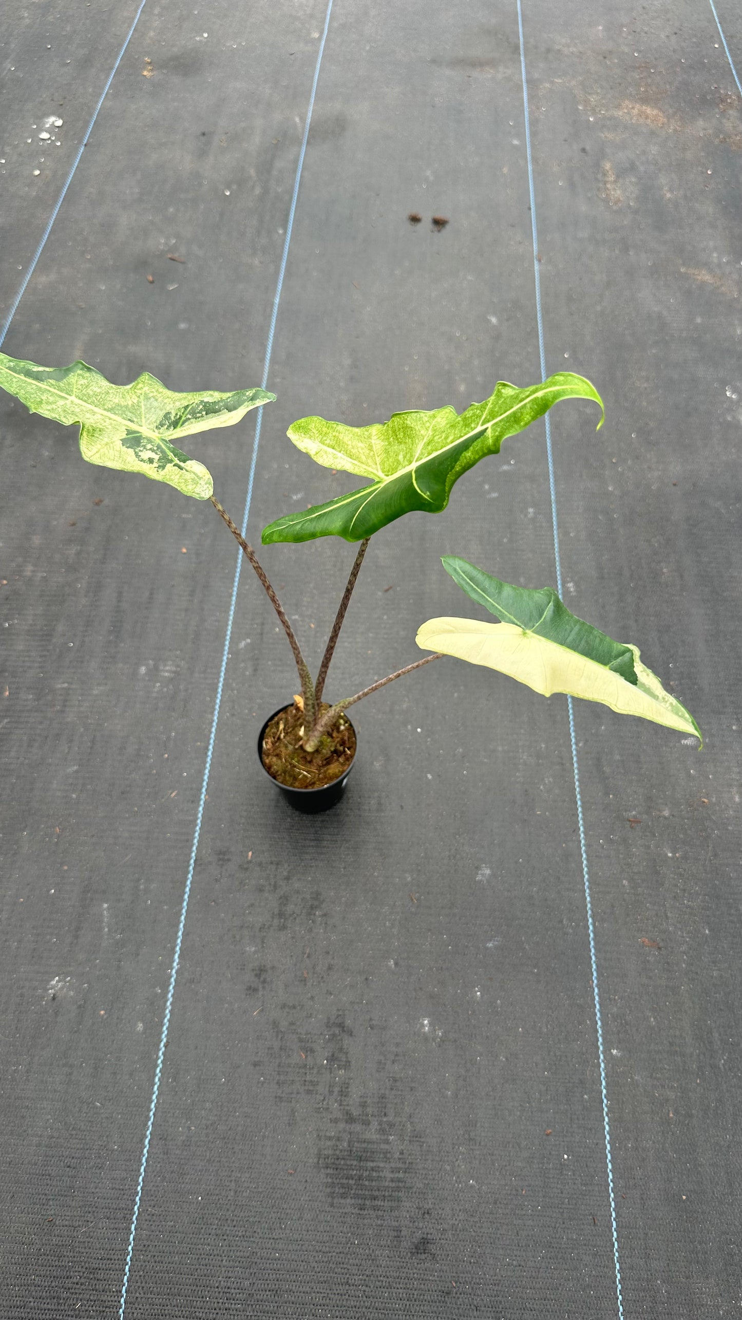 Alocasia Sarian Variegated
