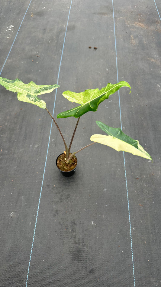Alocasia Sarian Variegated