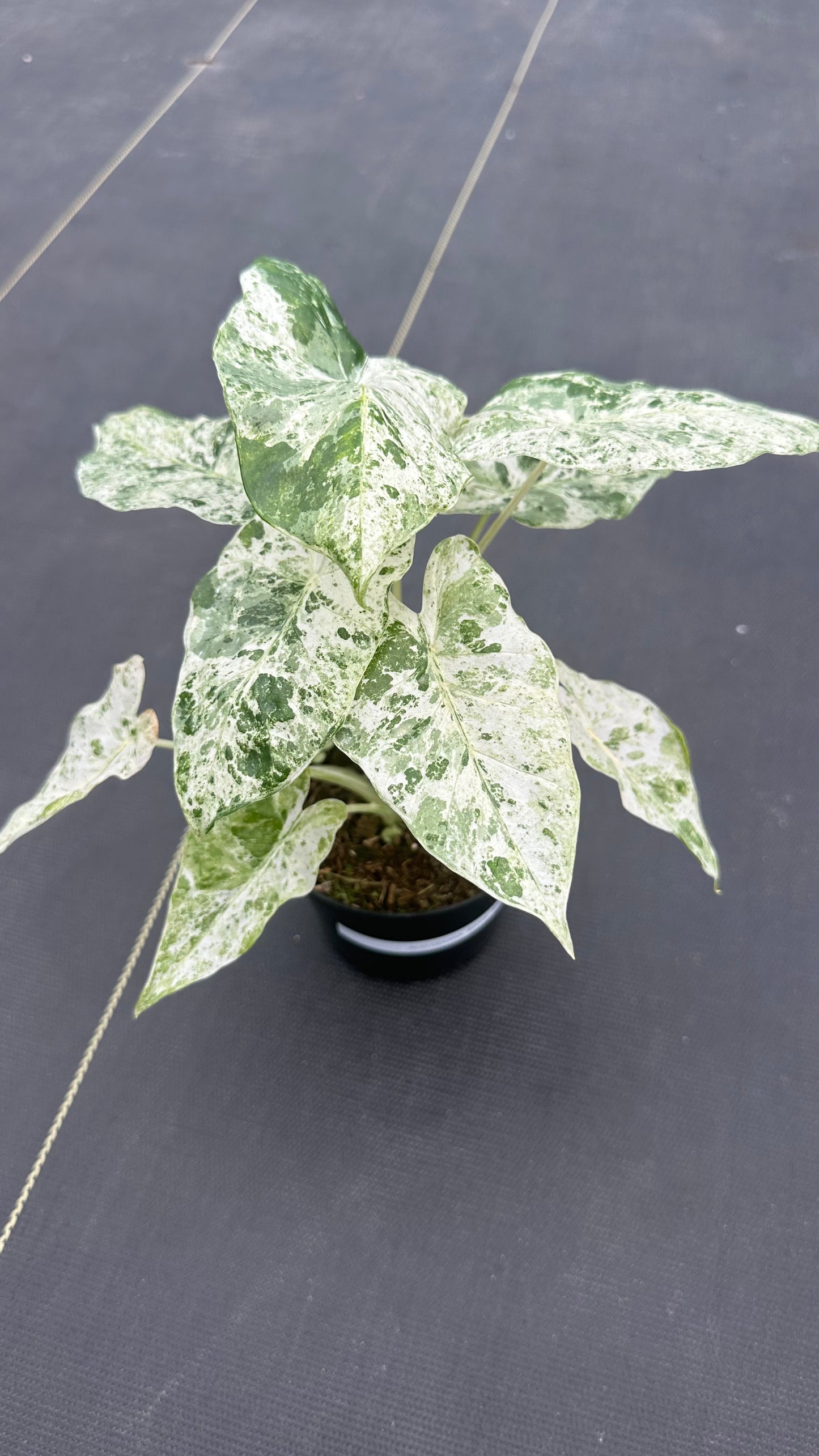 Alocasia Odora Batik