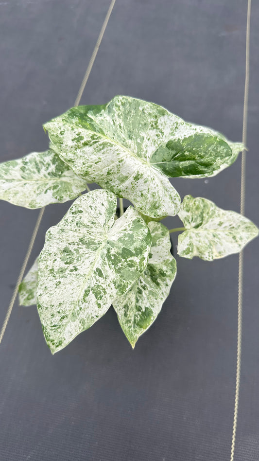 Alocasia Odora Batik