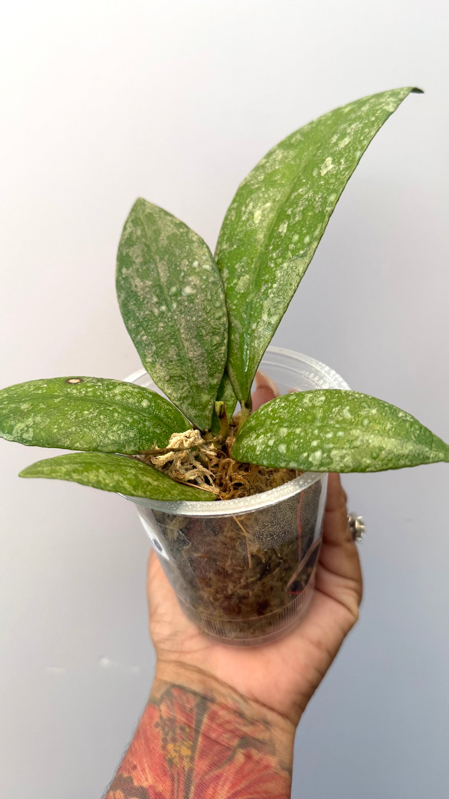 Hoya SLM clone 2