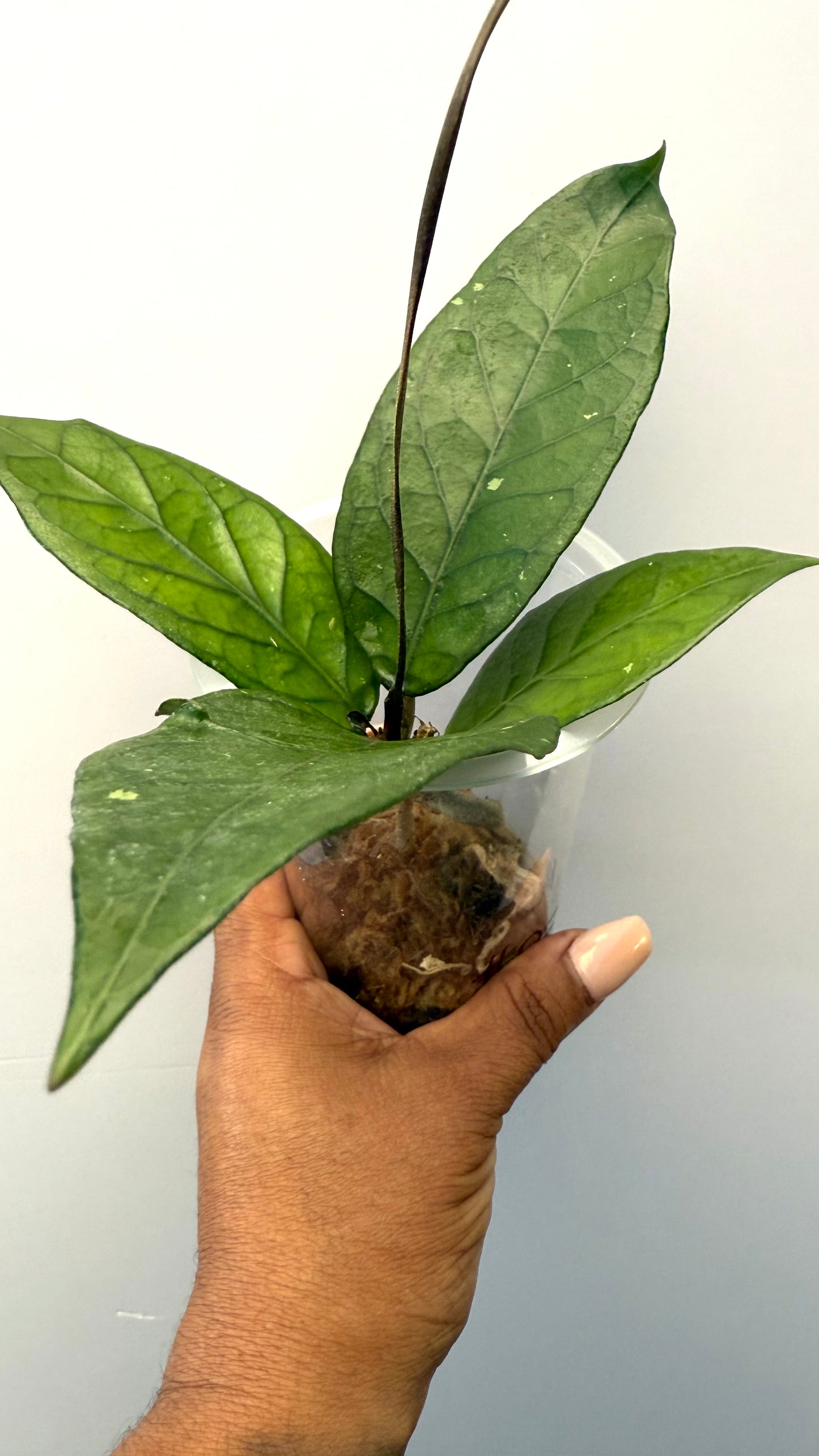 Hoya ACEH Sogun