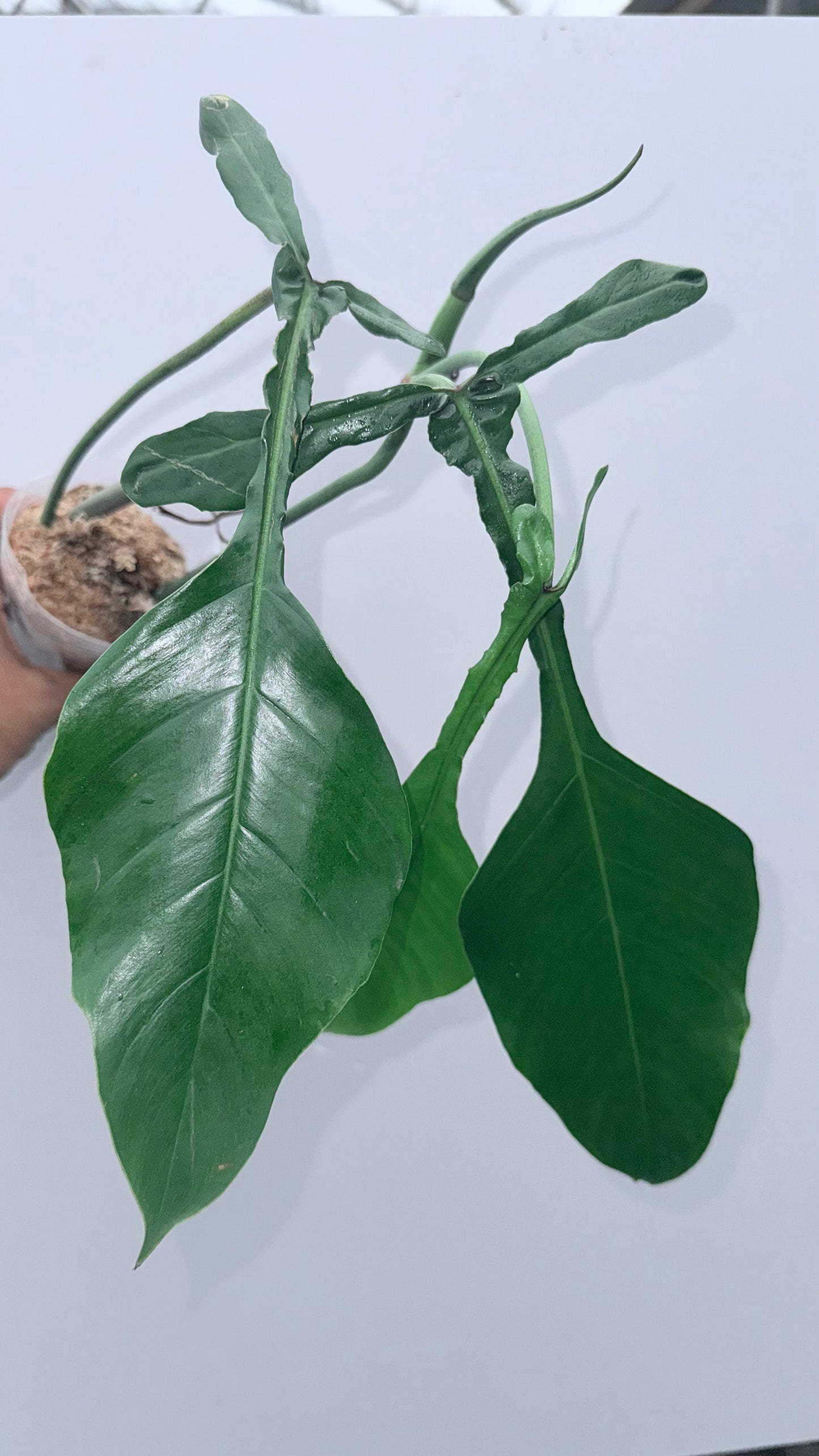 Philodendron Joepii