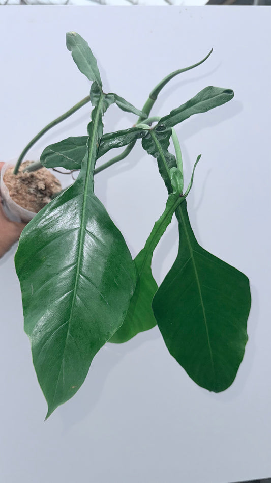 Philodendron Joepii