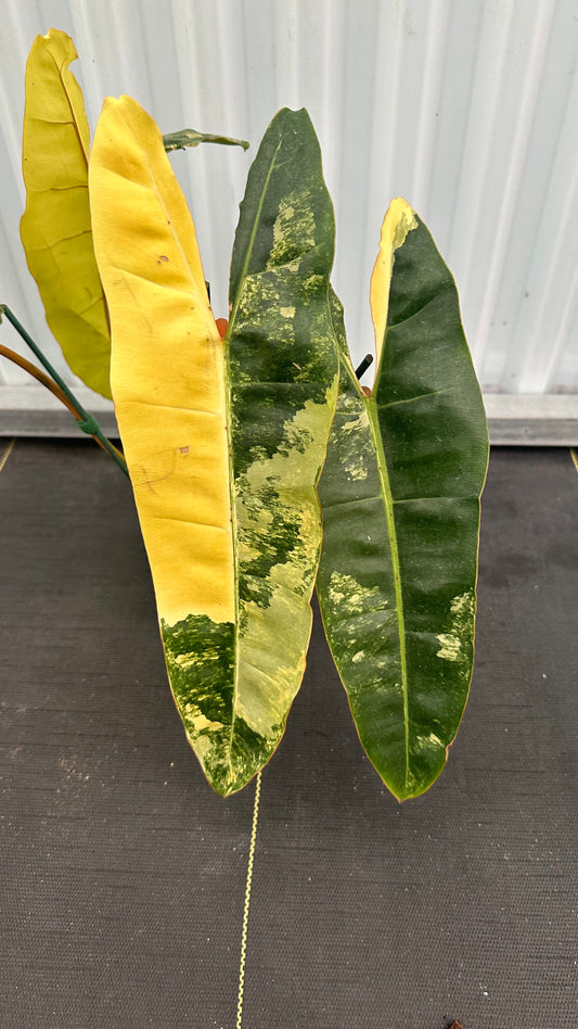 Philodendron Billitae Variegated